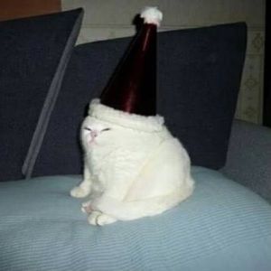 Meet your Posher, Isabella